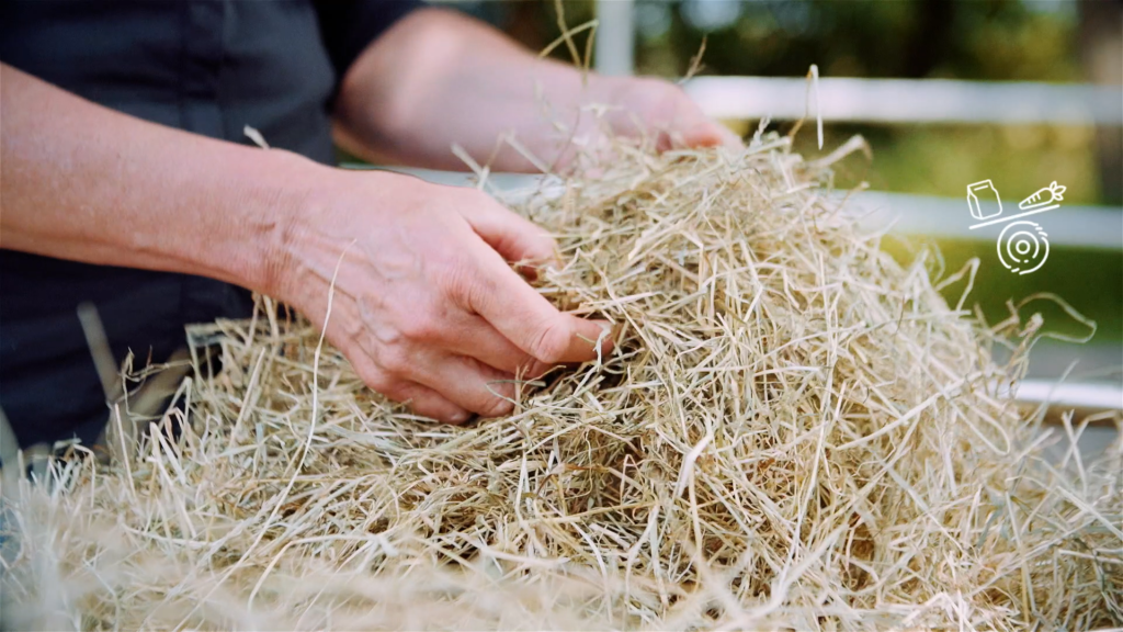 Online Masterclass Ruwvoer beoordelen en ruwvoeranalyse